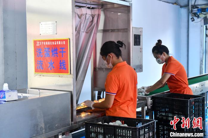 万宁市和乐镇六连村,村民在食品厂上班。凌楠 摄 万宁市和乐镇六连村,村民在食品厂上班。凌楠 摄