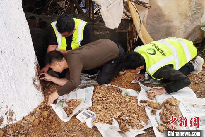 由于树龄的增长和树势的衰弱,古树极易发生病虫害。图为专业公司对广西的古树群开展白蚁综合治理。 蒋林林 摄 由于树龄的增长和树势的衰弱,古树极易发生病虫害。图为专业公司对广西的古树群开展白蚁综合治理。 蒋林林 摄