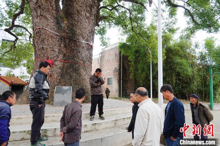 人为“过度硬化”让古树“无法呼吸”广西开展拯救古树名木行动