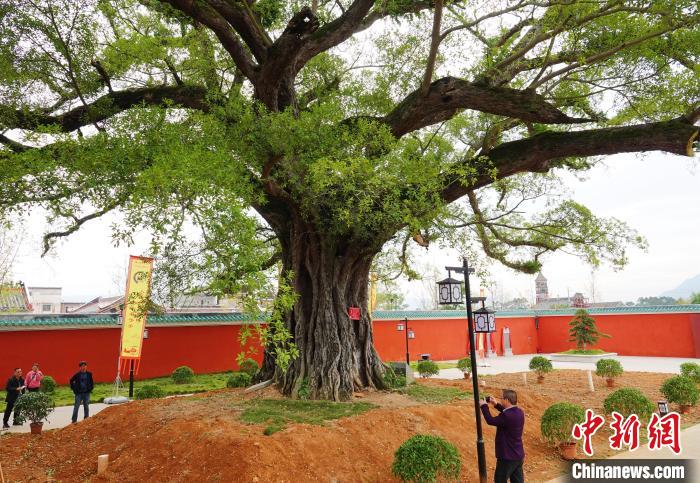 贺州市文庙前千年雅榕古树拆除树池、破除地面过度硬化后,又长出新的枝叶,再度焕发生机。 蒋林林 摄 贺州市文庙前千年雅榕古树拆除树池、破除地面过度硬化后,又长出新的枝叶,再度焕发生机。 蒋林林 摄