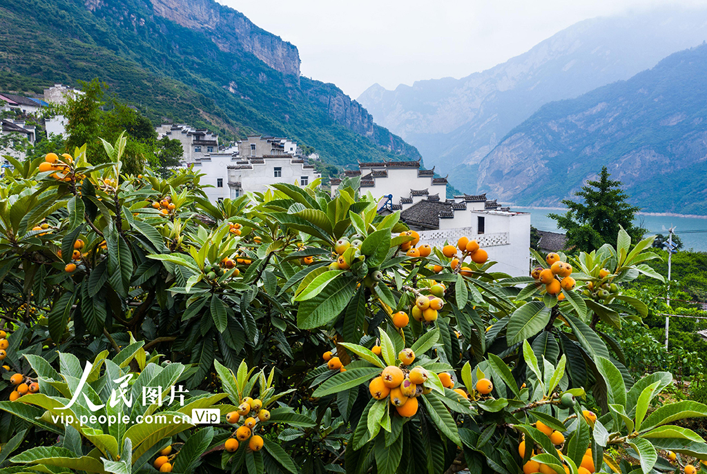 2022年5月11日，三峡库区湖北省宜昌市秭归县屈原镇西陵峡村的枇杷熟了。