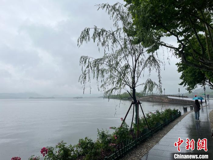 杭州西湖边的“7棵柳树”为何让这届网友“操碎了心”