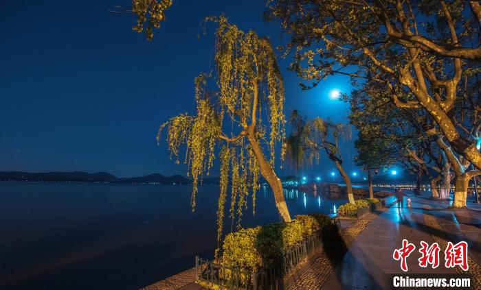 2020年春，西湖断桥边的柳树。　马立群 摄