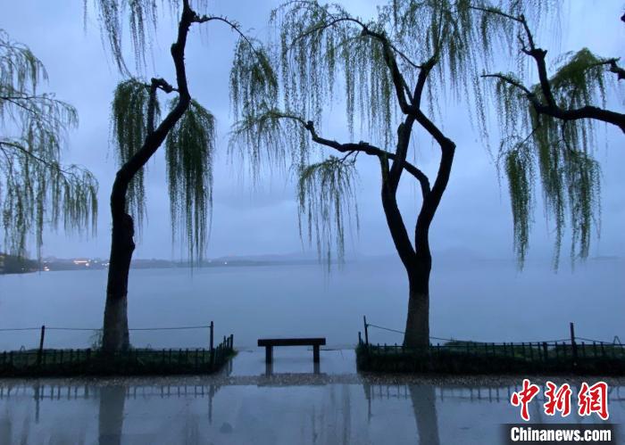 一位荷赛奖获得者眼中的西湖树:我拍的是老朋友