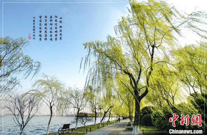 马立群拍摄于柳浪闻莺公园内的柳树。 马立群 摄 马立群拍摄于柳浪闻莺公园内的柳树。 马立群 摄