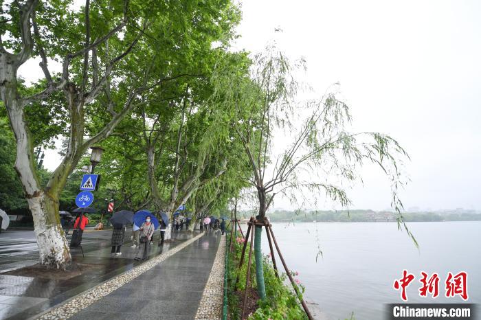 西湖新栽的柳树。 王刚 摄 西湖新栽的柳树。 王刚 摄