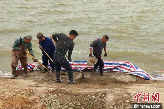 图为抢险应急队紧急处置塌陷险情。　白贤才 摄