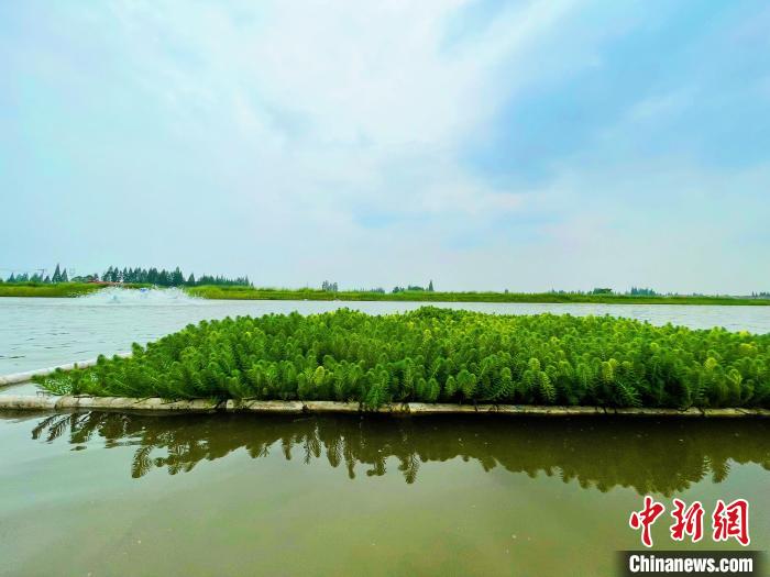 生态净化池里的水草葱绿茂密。　宋梅 摄