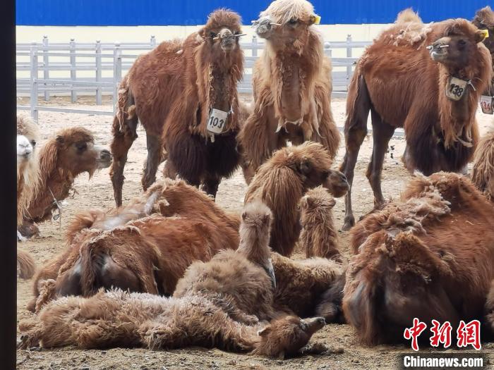 【十年@每一个奋斗的你】内蒙古边境旗县致富觅新路：450对母子驼“替”民众奔小康