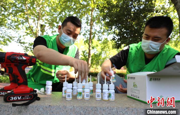 图为邯郸市园林工作人员在做树体插瓶准备工作。　刘学维 摄