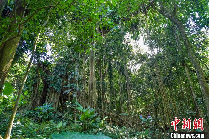 海南将建成覆盖全省的森林生态系统碳汇监测体系