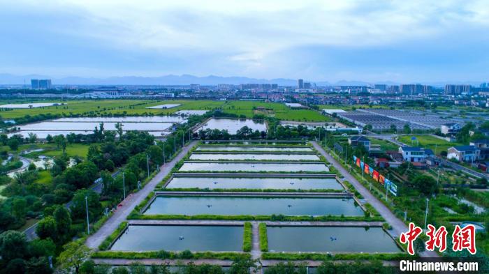 【十年@每一个奋斗的你】浙江龙游“鱼王”张双其：愿为农村养出一条“共富鱼”