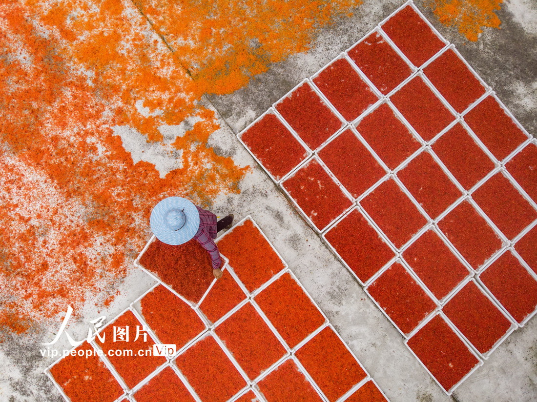 2022年5月21日，四川省内江市东兴区椑木镇光明村，村民在晾晒采收的川红花。黄正华摄（人民图片网）