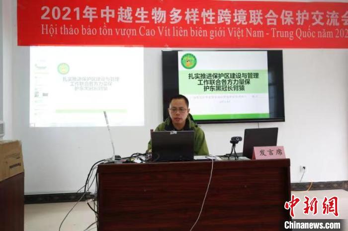 中越两国边境省份联手保护东黑冠长臂猿种群数量增加