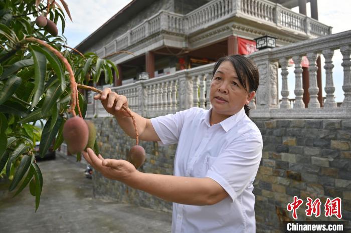 广西女村医跨界种植芒果带富一方冀百色芒果走出国门