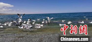 图为青海湖鸟岛国际重要湿地。　青海省林草局供图
