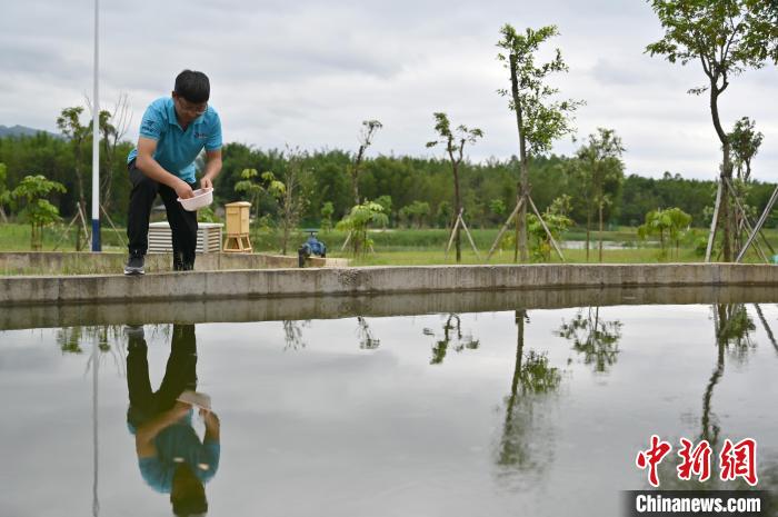 图为技术人员向户外育鱼池内投喂饲料。 俞靖 摄 图为技术人员向户外育鱼池内投喂饲料。 俞靖 摄