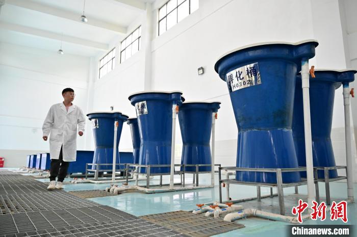 图为大藤峡鱼类增殖站内,技术人员查看孵化桶。 俞靖 摄 图为大藤峡鱼类增殖站内,技术人员查看孵化桶。 俞靖 摄