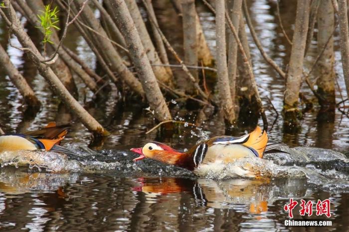 5月22日，鸳鸯在河面上嬉戏。 <a target=