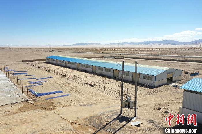 柴达木盆地草原新牧民的“牛”日子