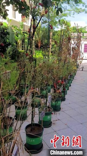 海南三亚这个实验室致力破解种业“卡脖子”问题