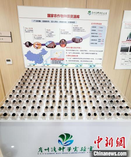 实验室展示的部分种子。　王晓斌 摄
