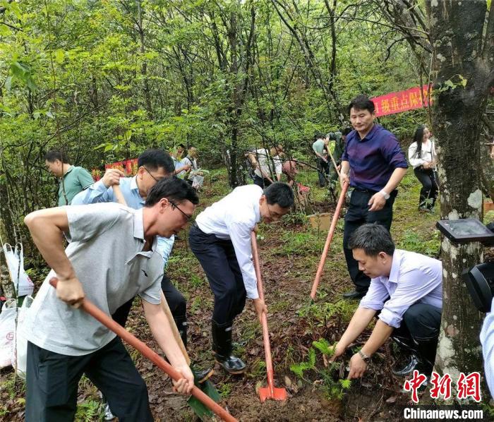 濒危植物元宝山冷杉广西野外回归