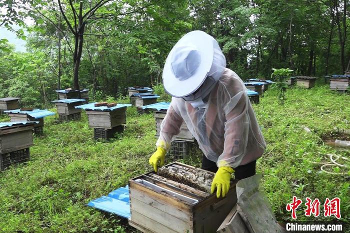 村民尤春花查看蜂箱 董晓斌 摄 村民尤春花查看蜂箱 董晓斌 摄
