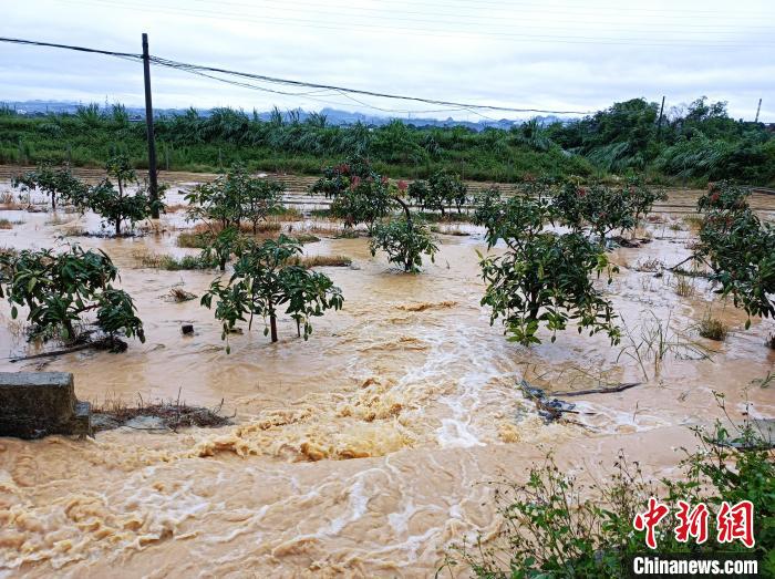 入夏广西多雨寡照影响农业生产极不利果农增收