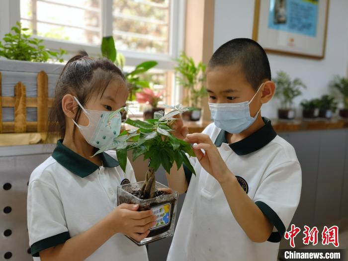 石家庄小学生认养“水培宝宝”度多彩儿童节