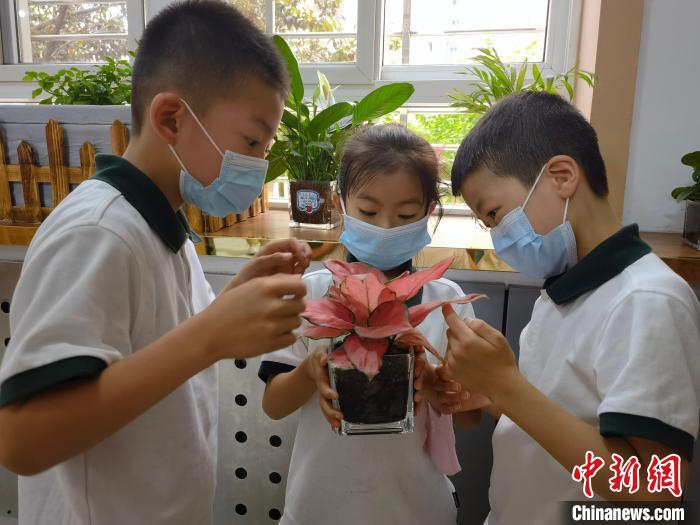 学生在观察水培植物 甘蕾 摄 学生在观察水培植物 甘蕾 摄