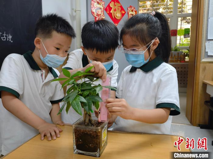 学生们观察测量水培植物 甘蕾 摄 学生们观察测量水培植物 甘蕾 摄