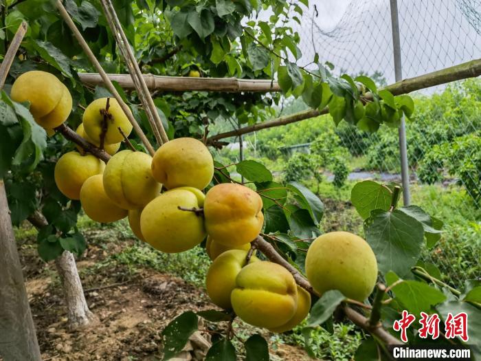 北方杏浙江“安家”记:从“颗粒无收”到亩产值数万元