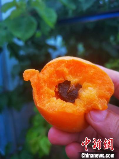 鲜嫩多汁的金家杏。 谢盼盼 摄 鲜嫩多汁的金家杏。 谢盼盼 摄