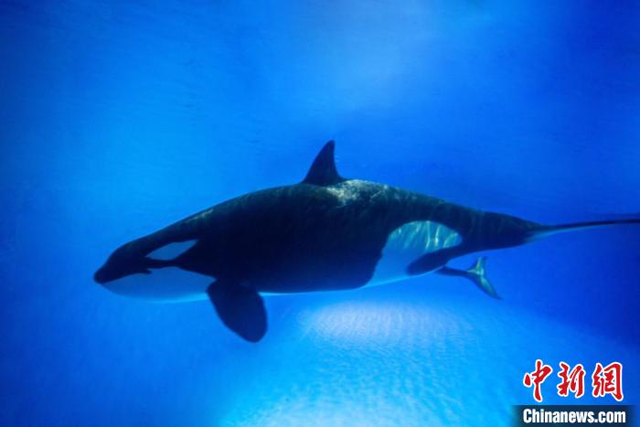 虎鲸妈妈“饼干”正在努力分娩。 供图 虎鲸妈妈“饼干”正在努力分娩。 供图