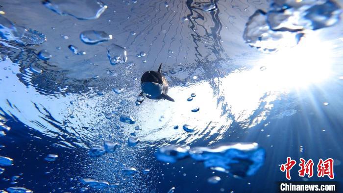 虎鲸宝宝已满8个月。 供图 虎鲸宝宝已满8个月。 供图