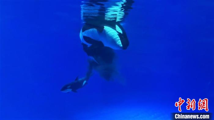 诞生画面首曝光!沪籍虎鲸宝宝迎来首个“儿童节”