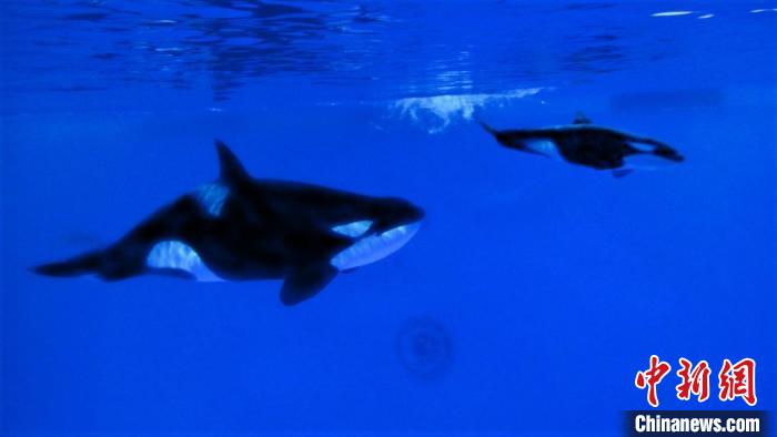 虎鲸妈妈“饼干”和虎鲸幼崽。 供图 虎鲸妈妈“饼干”和虎鲸幼崽。 供图