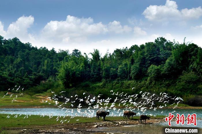 万绿湖国家湿地公园(资料图) 赵春风 摄 万绿湖国家湿地公园(资料图) 赵春风 摄