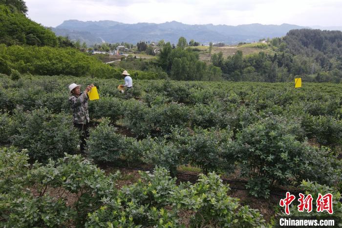 巴山峡谷种出致富“蓝精灵”老区幸福生活“抿抿甜”