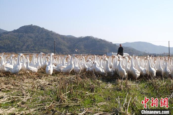 一鹅多用浙江象山打造共富新招“鹅稻共作”