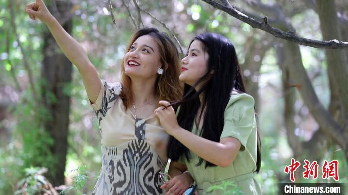 新疆和硕戈壁腹地数万红蝶翩然起舞