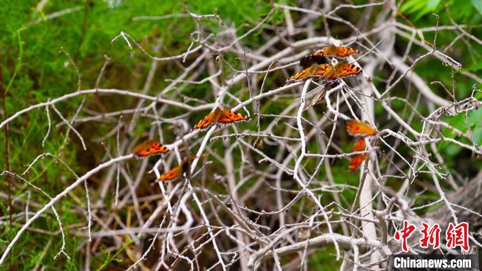 和硕县的红蝶谷内，数万只红蝴破茧而出。　吴传梦 摄