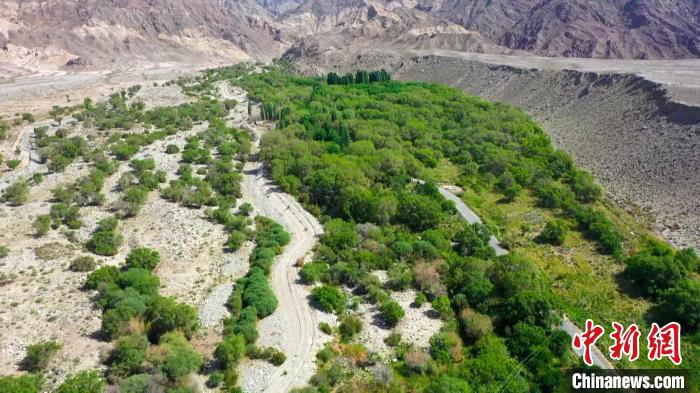 眼下，位于戈壁腹地的新疆和硕县的红蝶谷内草长莺飞、红蝶翩跹。　吴传梦 摄