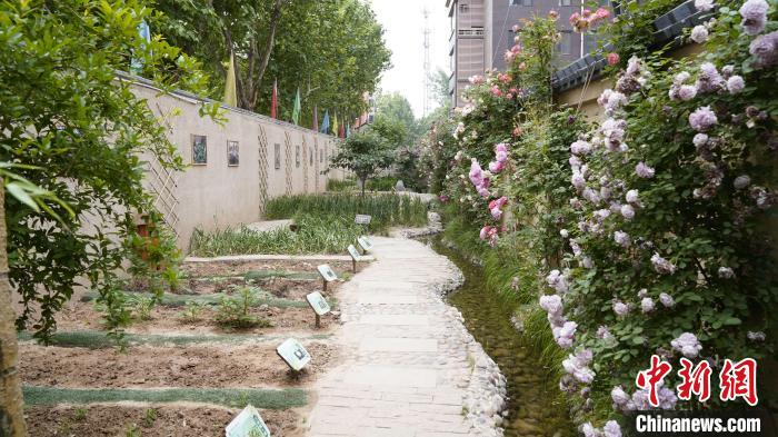 石家庄小学生种上“校园责任田”助力国际生态学校创建