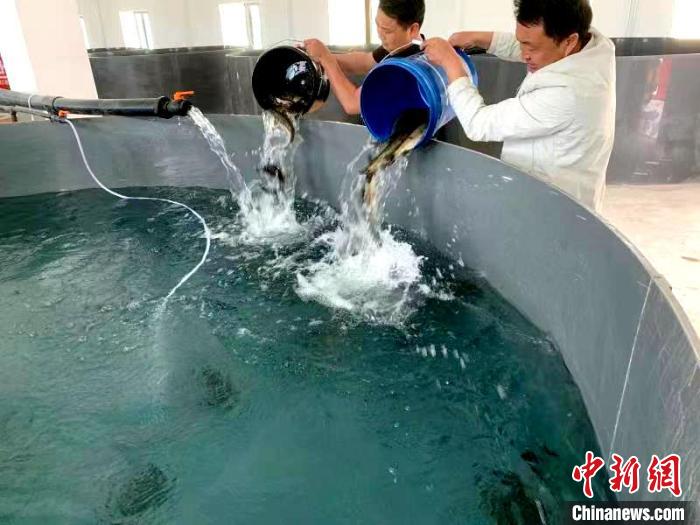 青海蓄集峡水利枢纽增殖放流青海湖裸鲤、黄河裸裂尻