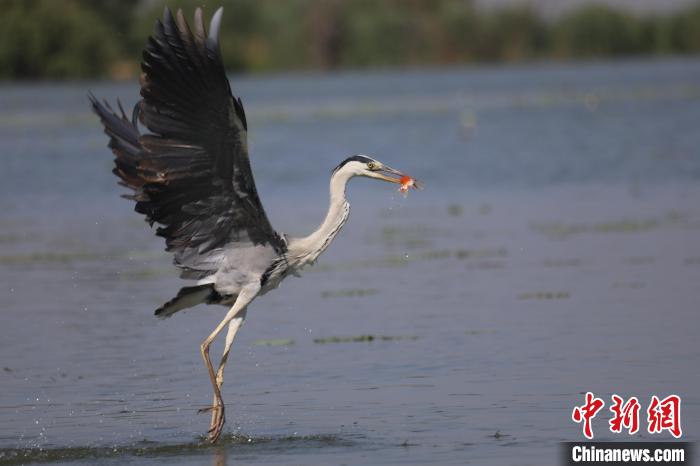 苍鹭在衡水湖中捕食鱼儿。 王铁良 摄 苍鹭在衡水湖中捕食鱼儿。 王铁良 摄