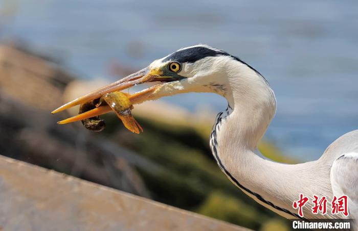 苍鹭在衡水湖中捕食鱼儿。 王铁良 摄 苍鹭在衡水湖中捕食鱼儿。 王铁良 摄