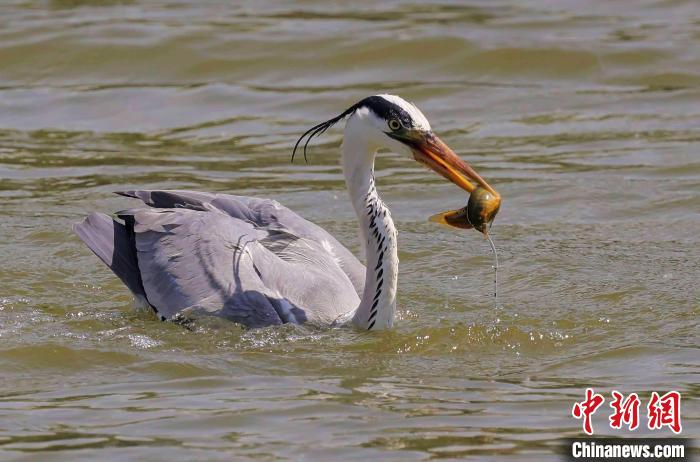 苍鹭在衡水湖中捕食鱼儿。 王铁良 摄 苍鹭在衡水湖中捕食鱼儿。 王铁良 摄
