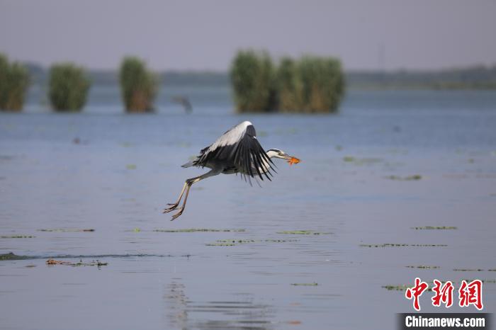 苍鹭在衡水湖中捕食鱼儿。 王铁良 摄 苍鹭在衡水湖中捕食鱼儿。 王铁良 摄